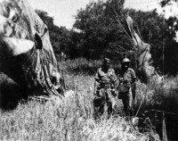 World War II German parachutes near Galatos, hung up in olive trees.  Shows soldiers Cyril Ericson (holding mapcase) and Ernie Avon. Taken by an unidentified photographer between April and May of 1941.